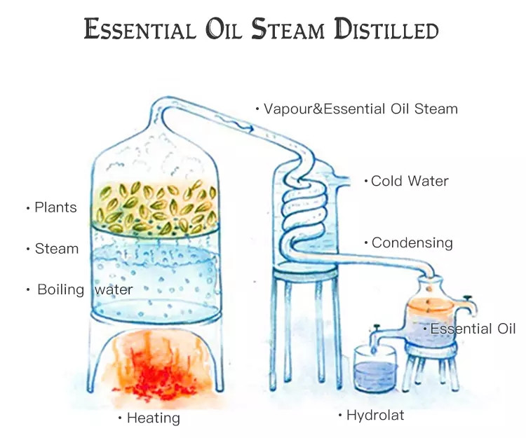OEM & ODM Sage Aromatherapy Essential Oil, Water-Soluble Essential Oils, Humidifier Essential Oils 032