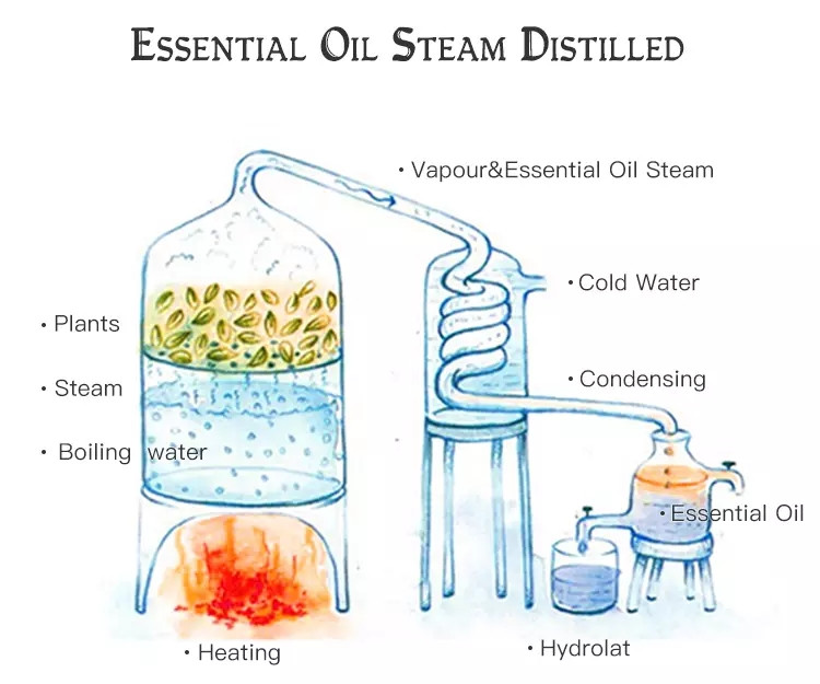 OEM Eucalyptus Aromatherapy Essential Oil, Water-Soluble Essential Oils, Humidifier Essential Oils 033